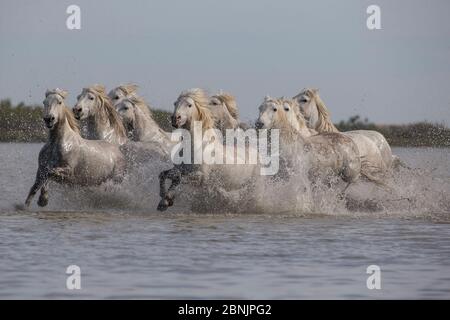 Neuf chevaux blancs de Camargue qui traversent l'eau dans le sud de la France, en Europe. Mai. Banque D'Images