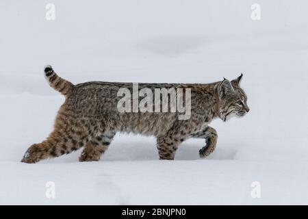 Bobcat (Lynx rufus) marchant dans la neige, parc national de Yellowstone, Montana, États-Unis. Janvier. Banque D'Images