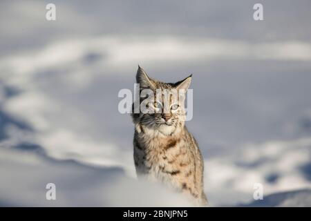 Bobcat (Lynx rufus), portrait de tête dans la neige, parc national de Yellowstone, Montana, États-Unis. Janvier. Banque D'Images