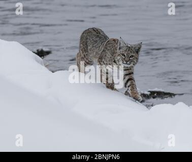 Bobcat (Lynx rufus) se déplaçant le long de la rive de la rivière dans la neige, parc national de Yellowstone, Montana, États-Unis. Janvier. Banque D'Images