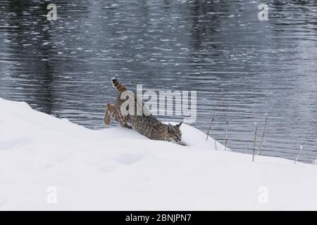 Bobcat (Lynx rufus) se déplaçant le long de la rive de la rivière dans la neige, parc national de Yellowstone, Montana, États-Unis. Janvier. Banque D'Images