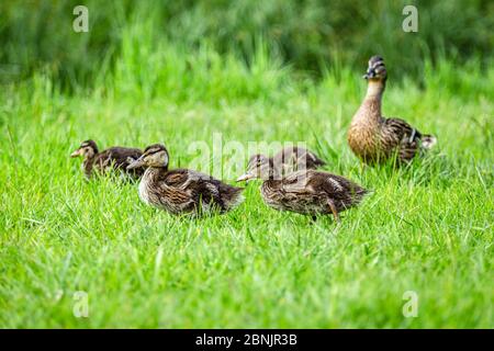 Un canard malard féminin avec ses adorables canetons dorés variés marchant dans de l'herbe verte fraîche le jour du printemps. Banque D'Images