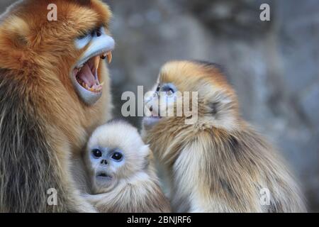 Singe doré (Rhinopithecus roxellana) adulte mâle portant des dents avec nourrisson et un mineur, montagnes Qinling, Chine. Banque D'Images