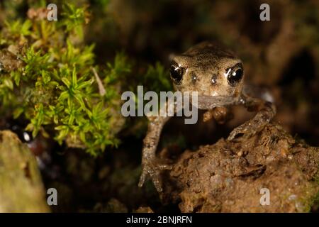 Toad européen (Bufo bufo) ltoadlet laque de départ, Bourgogne. France, juin. Banque D'Images