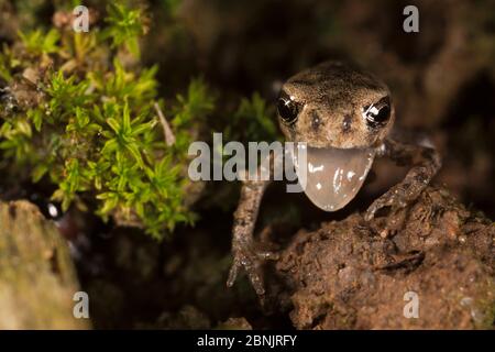 Toad européen (Bufo bufo) ltoadlet laque de départ, Bourgogne. France, juin. Banque D'Images