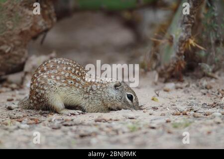 Recherche de nourriture pour écureuil (Spermophilus mexicanus), Texas du Sud, États-Unis. Banque D'Images