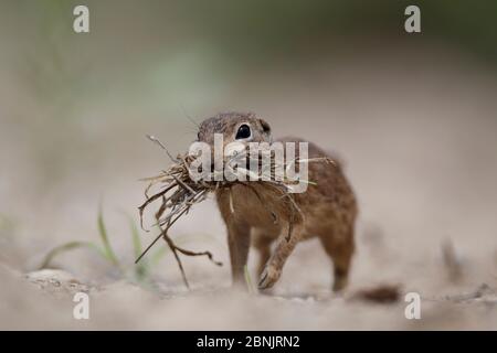 Écureuil roux tacheté (Spermophilus spilosoma), récolte de l'herbe pour le nid, Texas du Sud, États-Unis, avril. Banque D'Images