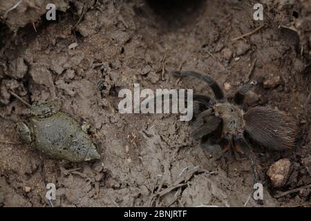 Grande plaine crapaud à col étroit (Gastrphryne olivacea) et Tarantula (Aphonopelma sp) partageant un abri sous un rocher, Texas du Sud, États-Unis, avril. Banque D'Images