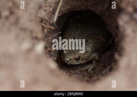 Grande plaine crapaud à col étroit (Gastrphryne olivacea) dans une terrule, Texas du Sud, États-Unis, avril. Banque D'Images