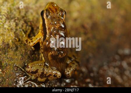 Santa Marta poison flèche grenouille (Colasthus ruthveni) mâle portant six têtards sur son dos, Sierra Nevada de Santa Marta, Colombie. Banque D'Images