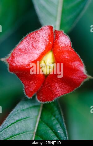 Fleurs à lèvres chaudes (Psychotria poeppigiana) dans la forêt tropicale, Sierra Nevada de Santa Marta Colombie, janvier. Banque D'Images