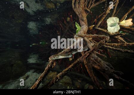 Viperine Snake (Natrix maura) sous l'eau, la chasse pour le poisson, Massane, rivière des Albères, Pyrénées, France, octobre. Banque D'Images