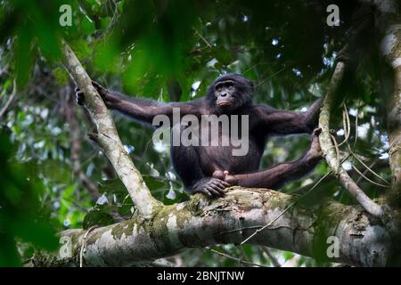 Bonobo (Pan paniscus) mâle se reposant dans un arbre, au nord de la province de Bandundu, République démocratique du Congo (RDC) Banque D'Images