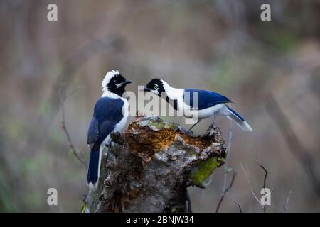 jay à queue blanche (Cyanocorax mystacalis) adulte et juvénile, Réserve écologique de Chaparri, Pérou Banque D'Images