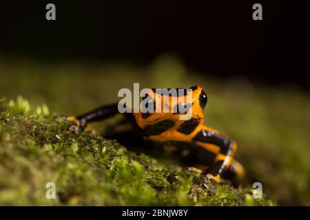 Grenouille de poison à tête rouge (Ranitomeya fantastica) Amazone, Pérou Banque D'Images