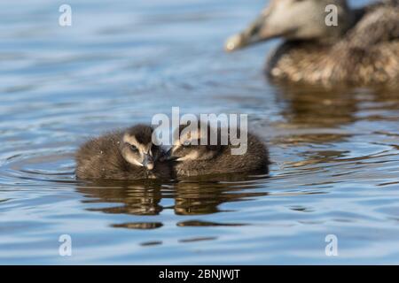 Femelle d'eider commun (Somateria mollissima) avec des ducklins sur l'eau, le duvet est prélevé sur des canards sauvages sur l'île de Lanan, archipel de Vega, Norvège juin Banque D'Images