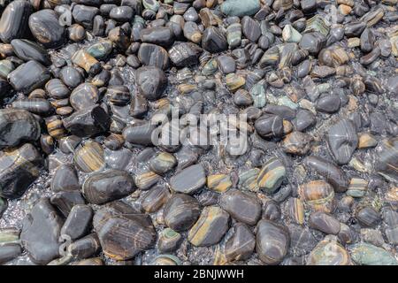 Belle plage de galets noirs humides en pierre brillante et lisse naturelle dans la mer tropicale sur la côte Banque D'Images