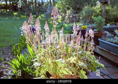 Pein Lane, Bewerley, Harrogate, North Yorkshire, Angleterre, Royaume-Uni. 11/05/20. Tiarella (sucre et épices) ou mousse fleurs en petits morceaux Banque D'Images