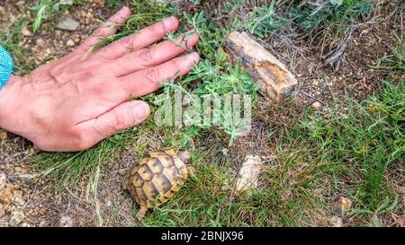 Tortue de Hermann, monts Macin, Dobroudja, Roumanie Banque D'Images