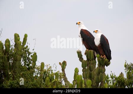 Paire d'aigle à poissons africains (Haliaeetus chemifer) perchée sur le cactus. Parc national de la Reine Elizabeth, Ouganda, Afrique Banque D'Images