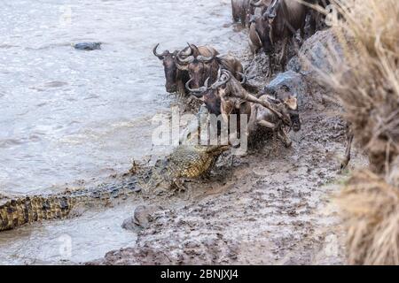 Crocodile du Nil (Crocodylus niloticus) attaquant le flétrissement bleu (Connochaetes taurinus) traversant la rivière Mara, réserve de gibier de Masai Mara, Kenya Banque D'Images