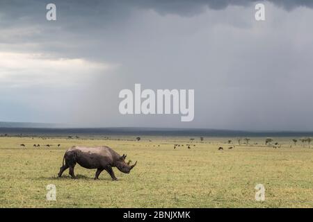 Rhinocéros noir (Diceros bicornis), homme dans les plaines avec ciel orageux, Masai Mara Game Reserve, Kenya Banque D'Images