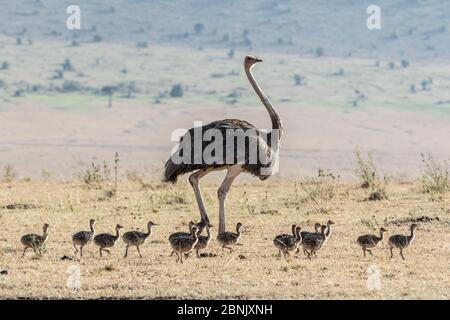 Autruche (Struthio camelus), femelle et poussins, Masai Mara Game Reserve, Kenya Banque D'Images