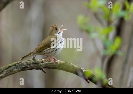 Ovenbird (Seiurus aurocapilla), chant masculin au printemps, New York, États-Unis Banque D'Images