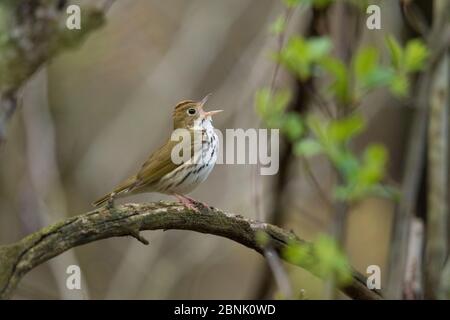 Ovenbird (Seiurus aurocapilla), chant masculin au printemps, New York, États-Unis Banque D'Images