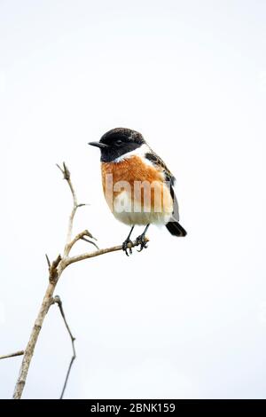 Réserve naturelle de Rietvlei (Saxicola torquata), Afrique du Sud. Banque D'Images