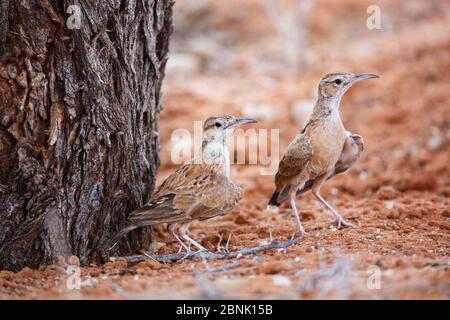 Larques à pointes (Chersomanes albofasciata) deux au sol, parc transfrontalier Kgalagadi, Afrique du Sud. Banque D'Images