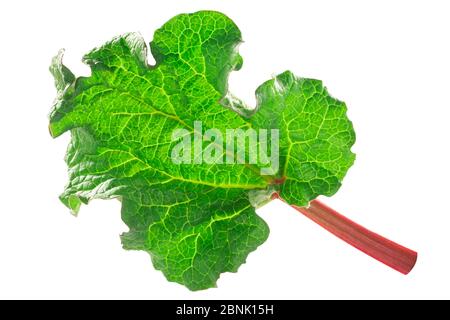 Feuille de Rhubarb (Rheum rhabarbarum) isolée Banque D'Images