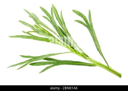 Estragon français (Artemisia dracunculus), isolé, vue de dessus Banque D'Images