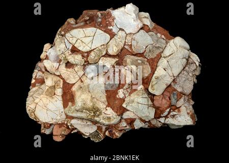 Conglomérat de calcaire de Leesburg, comté de Frederick Maryland, États-Unis. Avril. Banque D'Images