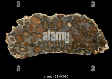 Hertfordshire Puddingstone, un conglomérat de galets de silex bien arrondis, incrustés dans une matrice de sable fin de couleur pâle, tous reliés ensemble par dur Banque D'Images