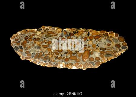 Hertfordshire Puddingstone, une roche sédimentaire conglomérat composée de cailloux de silex cimentés par matrice de quartz, Hertfordshire, Angleterre. Banque D'Images