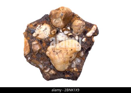 Conglomérat de Delaware Bay, Delaware. Les clastes cimentés par l'ironstone (oxyde de fer), formés au sommet de la nappe phréatique Banque D'Images