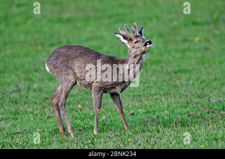 Le buck de cerf de Virginie (Capranolus capranolus) au printemps, toujours avec un manteau d'hiver. Dorset, Royaume-Uni, avril. Banque D'Images