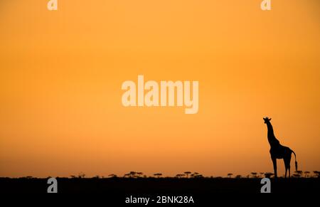 Girafe (Giraffa camelopardalis) un animal isolé silhouetté contre un lever de soleil riche, Masai Mara NR, Kenya Banque D'Images
