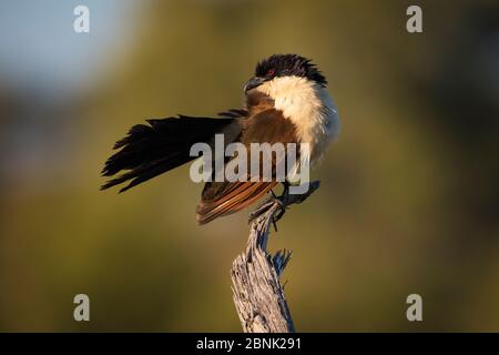 Coucal à queue copéry (Centropus cupreicaudus) assis sur une branche séchant la rosée de ses plumes au soleil tôt le matin, delta d'Okavango, Botswana Banque D'Images