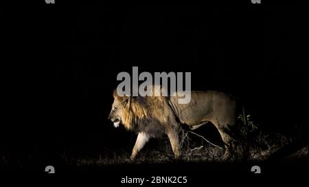 Lion (Panthera leo) profil de marche masculin, pris la nuit en utilisant un spot lumineux à éclairage latéral, Parc national du Grand Kruger, Afrique du Sud Banque D'Images