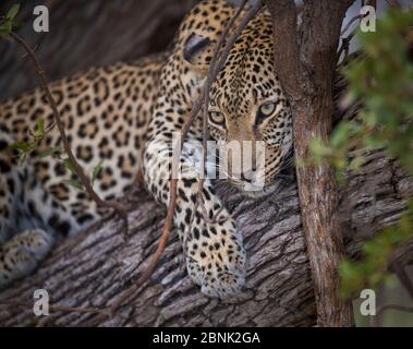 Léopard (Panthera pardus) femelle dans l'arbre, parc national du Grand Kruger, Afrique du Sud. Banque D'Images