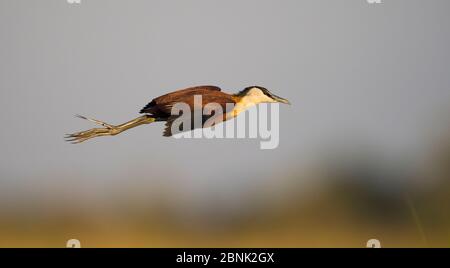 jacana africaine (Actophilornis africanus) en vol, rivière Chobe, Botswana. Banque D'Images