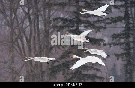 Les cygnes de Whooper (Cygnus cygnus) viennent sur terre en plein champ dans la tempête de neige, Hokkaido Japon. Banque D'Images