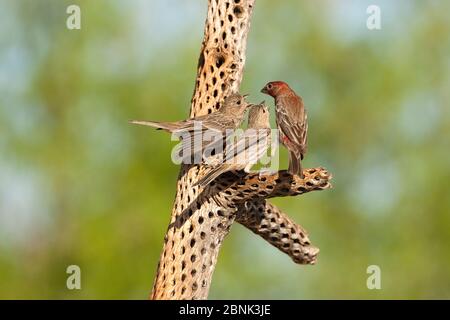 House finch (Carpodacus mexicanus) adulte, jeune, sur la branche, Madera Canyon, Arizona, États-Unis, avril. Banque D'Images