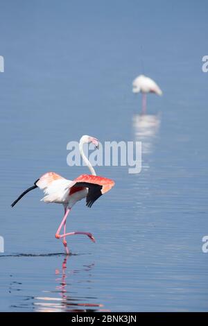 Passage à gué du Grand flamants (Phoenicopterus ruber), lac Nakuru, Kenya. Banque D'Images