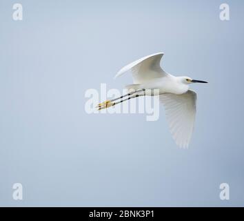 Egretta thula (Egretta thula) survolant la rivière, parc national des Everglades, Floride, États-Unis, décembre. Banque D'Images