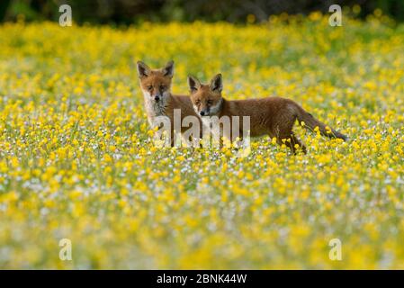 Renard roux (Vulpes vulpes) deux petits de 8 semaines dans un pré floral, Kent, Royaume-Uni Mai Banque D'Images