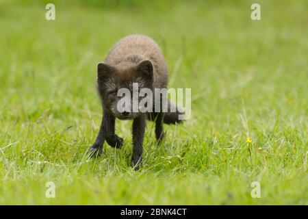 Renard arctique (Alopex lagopus) adulte mâle, Hornvik, Hornstrandir, Westfjords, Islande. Juillet Banque D'Images