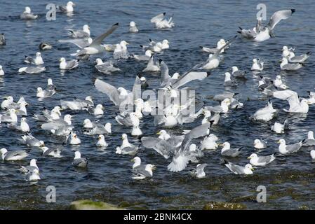 Kittiwake (Rissa tridactyla) baignade de grands troupeaux dans un ruisseau d'eau douce, Hornvik, Hornstrandir, Islande. Juillet Banque D'Images